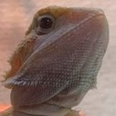 hoshinoresearch's profile picture. 2022年4月6日に会社設立しました。
爬虫類の幸せを、爬虫類マニアと共に築くために、デジタル技術の活用を研究すること、それが星野総合研究所の使命です。
「セレブなライフを爬虫類に！」これが我々のミッション！
よろしくお願いします。