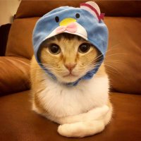 chaihoney (@chaihoney) 's Twitter Profile