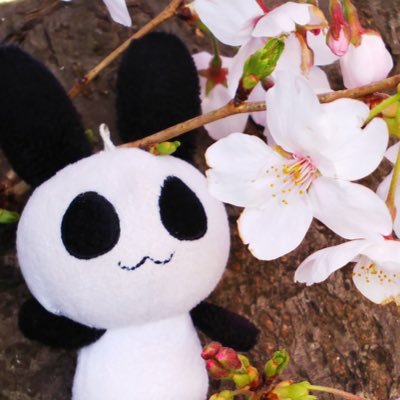 zuu_sakura's profile picture. 