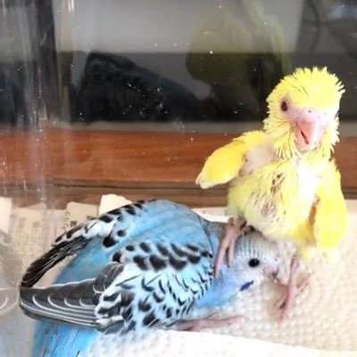 セキセイインコのヒナから育ててます。 育て方とか初めてなので、教えて欲しいです。 コザクラインコもお迎えしました。成長記録https://t.co/1rKjSQjr3V #セキセイインコ #ヒナ #初飼育 #インコ好き #コザクラインコ