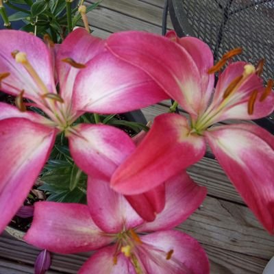 wickedpoet44's profile picture. I want to find the cure for mental illness. I do not accept that there isn't a cure.