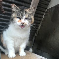 Bamboo 氏 (@bitter_bamboo) Twitter profile photo