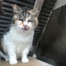 bitter_bamboo's profile picture. 杜の都の無職系エンジニア。時折、IT勉強会に出没します🤲 アイコンは沼津三津にいた野良猫。
