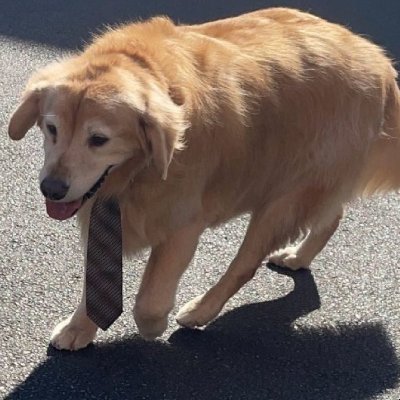 fgvc43520's profile picture. 