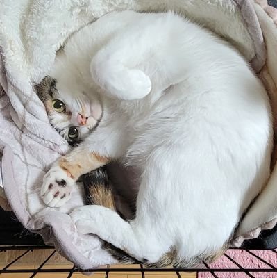 シン(猫好き)さんのプロフィール画像
