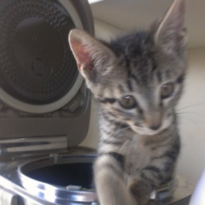 5mikan7maguro's profile picture. 女優・高橋麻理さんが大好き♪