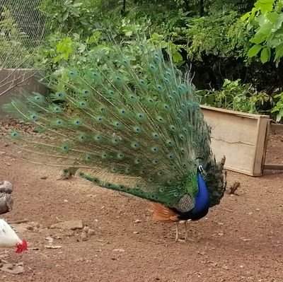 Force20151's profile picture. 0504913379
Fédération des organisations républicaine pour la cohésion et l'émergence.