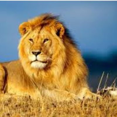 fz2010's profile picture. 