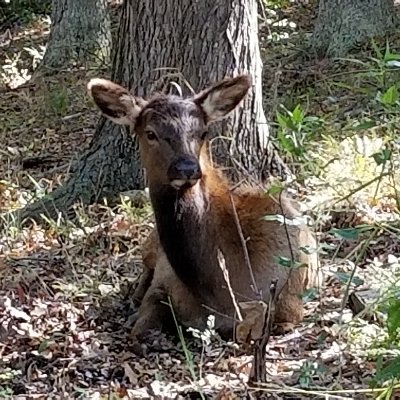 rjsnee's profile picture. U.S. Navy Veteran. Blues Fan.