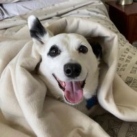 Luna (@luna_rescue_dog) 's Twitter Profile