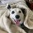 luna_rescue_dog's avatar