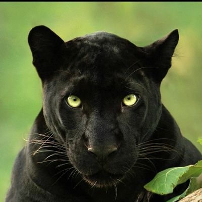 sharma_rohit12's profile picture. 