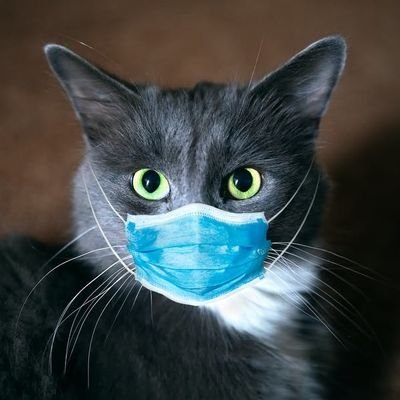 trotscat2's profile picture. Jameson Stan Account. Trotskyist