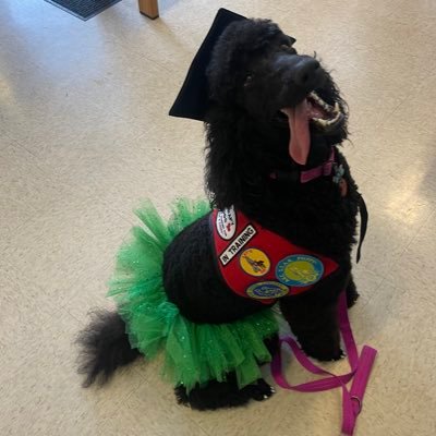 Dottie_TE's profile picture. Kirbyville Elementary Comfort/Therapy Dog 🐩Princess🐩