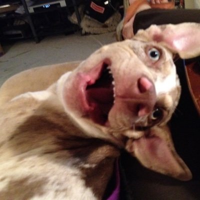 Muskadoptme's profile picture. JD.sports of all kinds, critical thinking, and Elon Musk. no time for woke jokes.