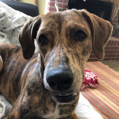 wastelandhome's profile picture. I love dogs and dislike most people.