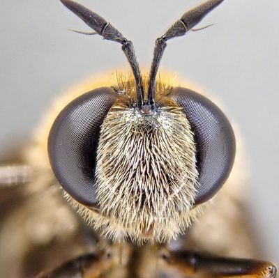 Naturalist, botanist and entomologist. England Officer @BSBIbotany. FISC level 6. He/Him