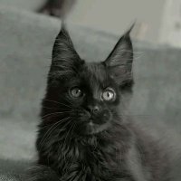 Tarek (@tarek99201129) 's Twitter Profile