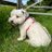 WaffleTheWestie's profile image
