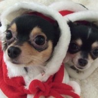 toko (@srtwins) 's Twitter Profile