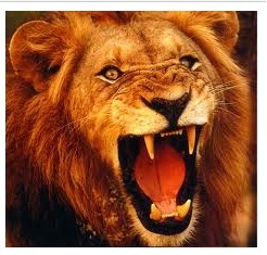 safarisme's profile picture. Safari tours, adventures, hunting, and more!