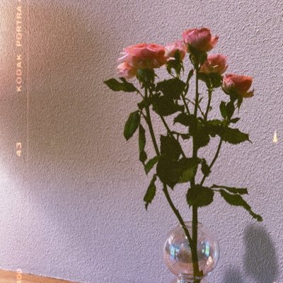 kotone_19997322's profile picture. 夢🌹色々勉強中のため色々な界隈失礼致します😇御贔屓様:赤安/twst/819/⭐️30↑（twst偏り中）