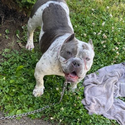 iG: fullerpocketbullies_ran iG: fullerpocketbullies_jeez