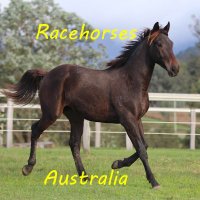 RacehorsesAustral🇦🇺🏇🏆🐎z👑🥂🎩🐴🥽🍾🥕⭐🏔⚡👡💍 (@racingbreeding) 's Twitter Profile