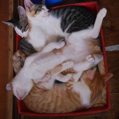 rz_htw's profile picture. みかん農家かも