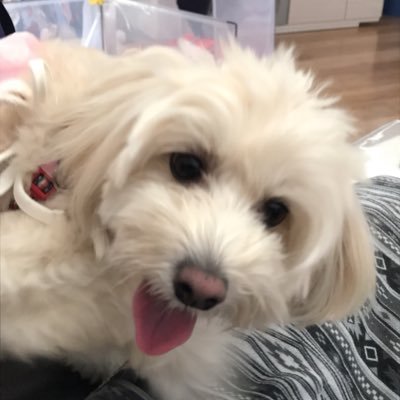 6XFrDbBOWyb9d9x's profile picture. 6歳のマルプーの女の子。ぷぷです🐶 気ままにぷぷとの日常をつぶやきます💬 無言フォロー失礼します🙇‍♀️