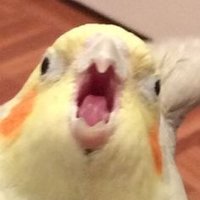 Why are you screeching (@wscreeching) 's Twitter Profile
