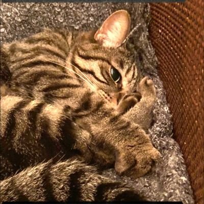 mikorin0208's profile picture. ［Alexandros ］、King Gnu、flumpool、福山雅治、サザンオールスターズ、ONE OK ROCK、THE ORAL CIGARETTES などジャンルは広くLIVE大好き♪
無言フォローはお断りで～す