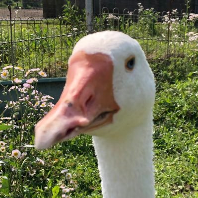 CryptbotJp's profile picture. automated crypto currency trader. #python #machinelearning