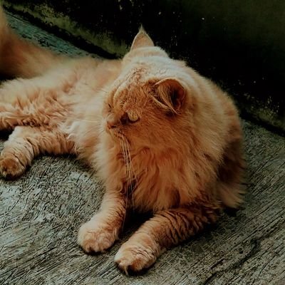 Ryan Setyo Widodo Profile