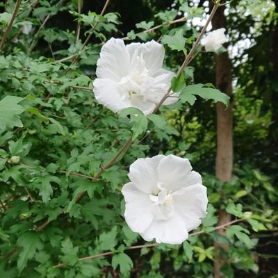 masaterusawaki's profile picture. 