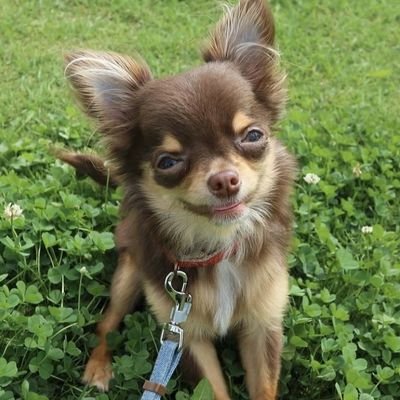 🐶ロングコートチワワの♂️てんかん投薬中
🎂2016.12.23
グッチ(ぐっちゃんって呼ばれてます♥️)
🐶ミニチュアダックスフント♂️
🎂2016.05.20
ルイくん♥️
甘えん坊で食いしん坊です😋