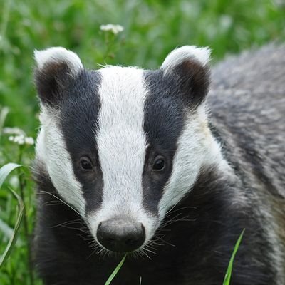 Teixugogz's profile picture. 