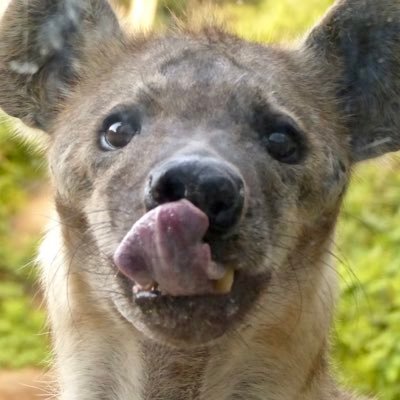 関西の動物園をメインで彷徨き、癒しを求めている人。ブチハイエナ,ネコ科,イヌ科中心に写真を撮っている。ブチハイエナ、リカオン、ドール(dhole)、オオカミによく反応します。