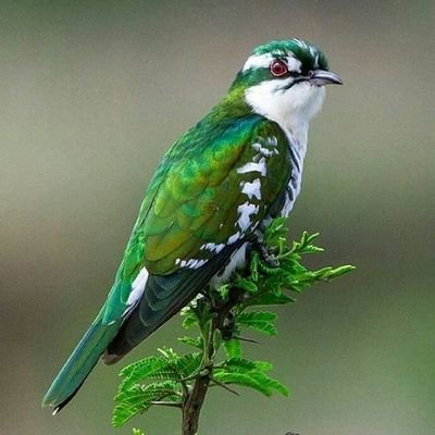 rahmansafdari6's profile picture. 
