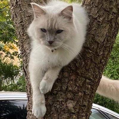@meowclank