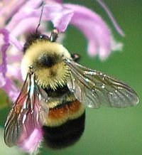 BeeSpotter is a partnership between citizen-scientists and the professional science community designed to educate and engage the public about pollinators
