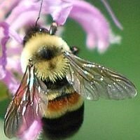 BeeSpotter (@beespotter) 's Twitter Profile