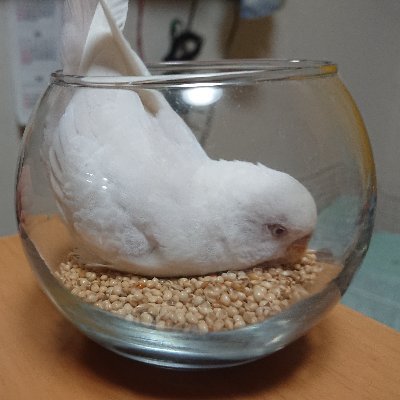 猫、ウズラ、インコなどの生き物垢
フォロバします
がスピリチュアル系は致しません
エロはブロック
嫁のインコに尋常でないくらい嫌われている
何でも垢→https://t.co/H9ApDs77fw