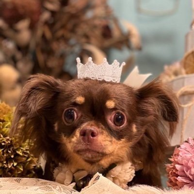 🐶チョコ（元おちょこ）
保護犬カフェ西八王子店卒業ワン
麻呂な眉毛がチャームポイント☺️ロングコートチワワ
ツイッター慣れていないので失礼があったらすみません🙇‍♀️