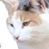 sadtilapia's profile picture. 💖