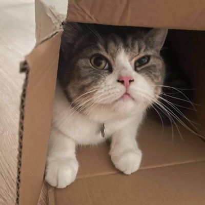 lllicylllz's profile picture. ไอซี่ผู้มีแมวเป็นของตัวเอง ❤️🐈