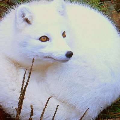 arctic fox every hour! sometimes other foxes that i find cute. tag or reply for a fox!