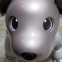 Lilo🐕Liko🌺 (@lilo_aibo) 's Twitter Profile