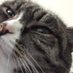 readyforthemagic (@honeycatmagic) Twitter profile photo readyforthemagic (@honeycatmagic) Twitter profile photo