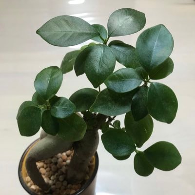 SIerに勤務するデータサイエンティスト。 AIに関する情報発信します。一児の父です。 #AI #機械学習 #人工知能 #データサイエンス #Python
